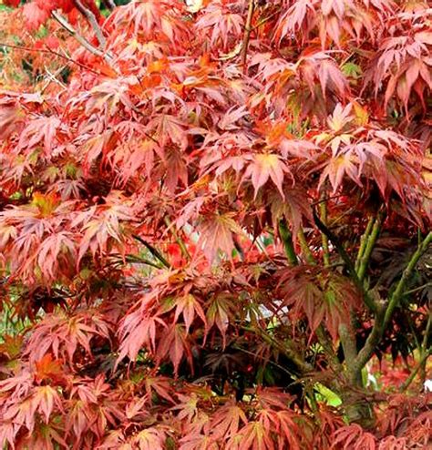 japanese maples for sale oregon